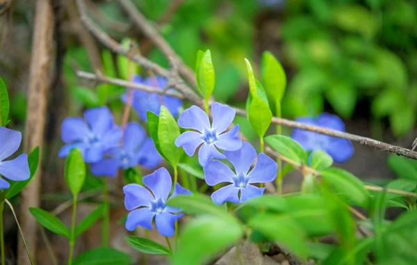 Periwinkle flowers — Stock Photo, Image