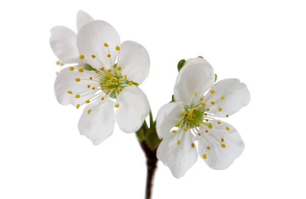 Körsbär blommor — Stockfoto