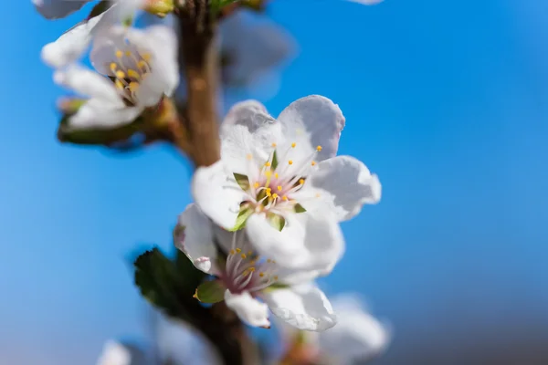 Primavera flor blanca flores de cerezo — Foto de Stock