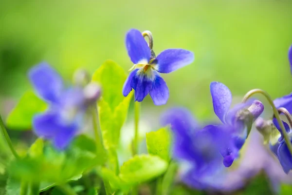 Violet flowers growing — Stock Photo, Image