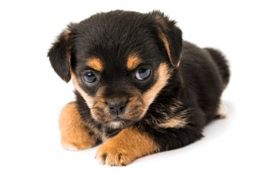 izole köpek yavrusu