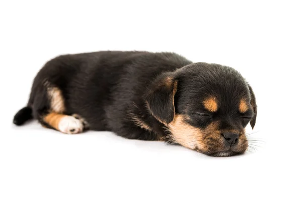 Puppy geïsoleerd — Stockfoto