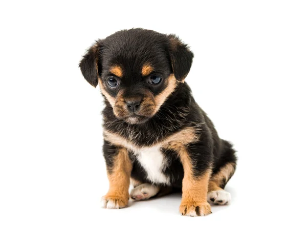 Puppy geïsoleerd — Stockfoto