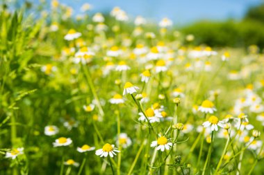 Çayırda tıbbi papatya