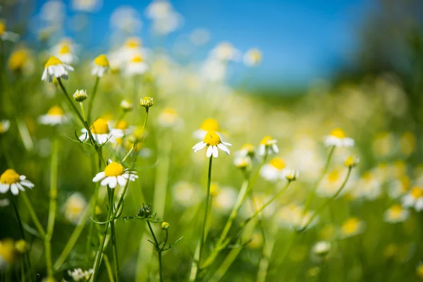 Marguerite médicale dans la prairie — Photo