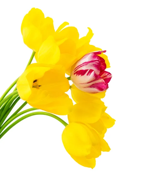 Tulips isolated — Stock Photo, Image