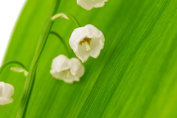 Lily i dalen isolerad — Stockfoto