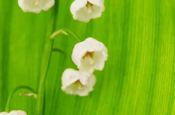 Maiglöckchen isoliert — Stockfoto