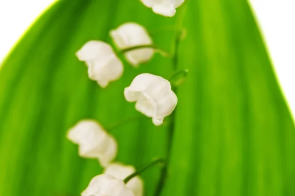 lily of the valley isolated