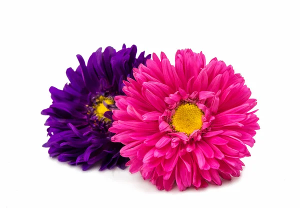 紫菀花隔离 — 图库照片