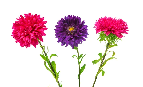 Aster flower isolated — Stock Photo, Image