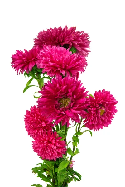 Aster bloem geïsoleerd — Stockfoto