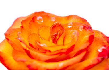 Güzel kırmızımsı sarı gül