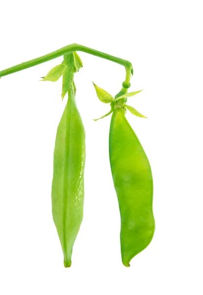 Green pea pod — Stock Photo, Image