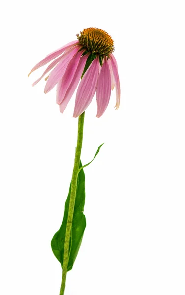 Echinacea — Fotografia de Stock