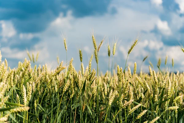 Pšeničné pole před — Stock fotografie