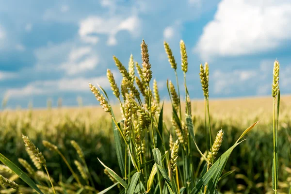 Wheat field before — Stock Photo, Image