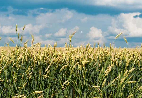 Campo de trigo antes — Fotografia de Stock