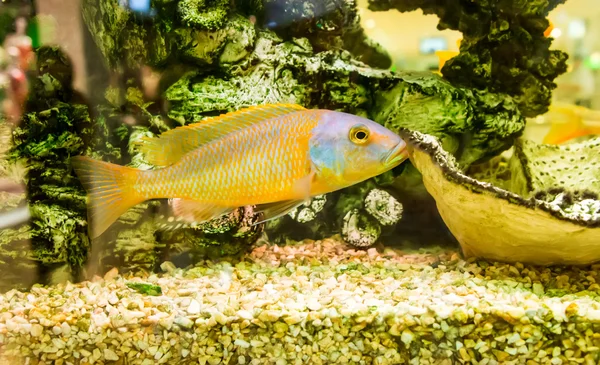 Een groen mooi beplant tropisch zoetwateraquarium — Stockfoto