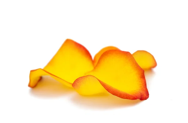 Rose petals isolated — Stock Photo, Image