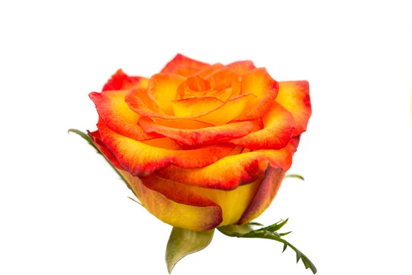 Beautiful Reddish yellow rose — Stock Photo, Image