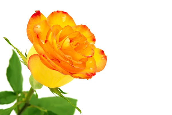 Красновато-жёлтая роза — стоковое фото