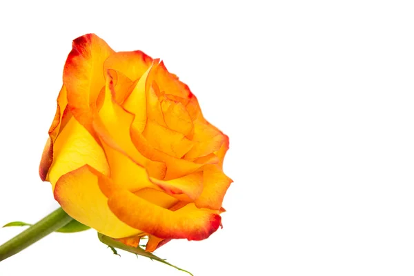 Beautiful Reddish yellow rose — Stock Photo, Image