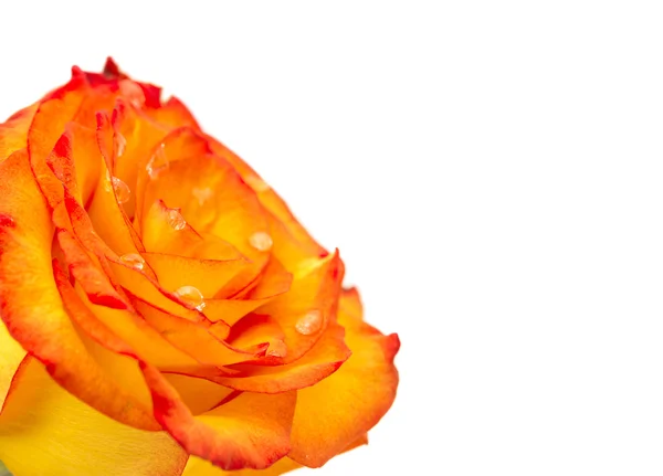 Beautiful Reddish yellow rose — Stock Photo, Image