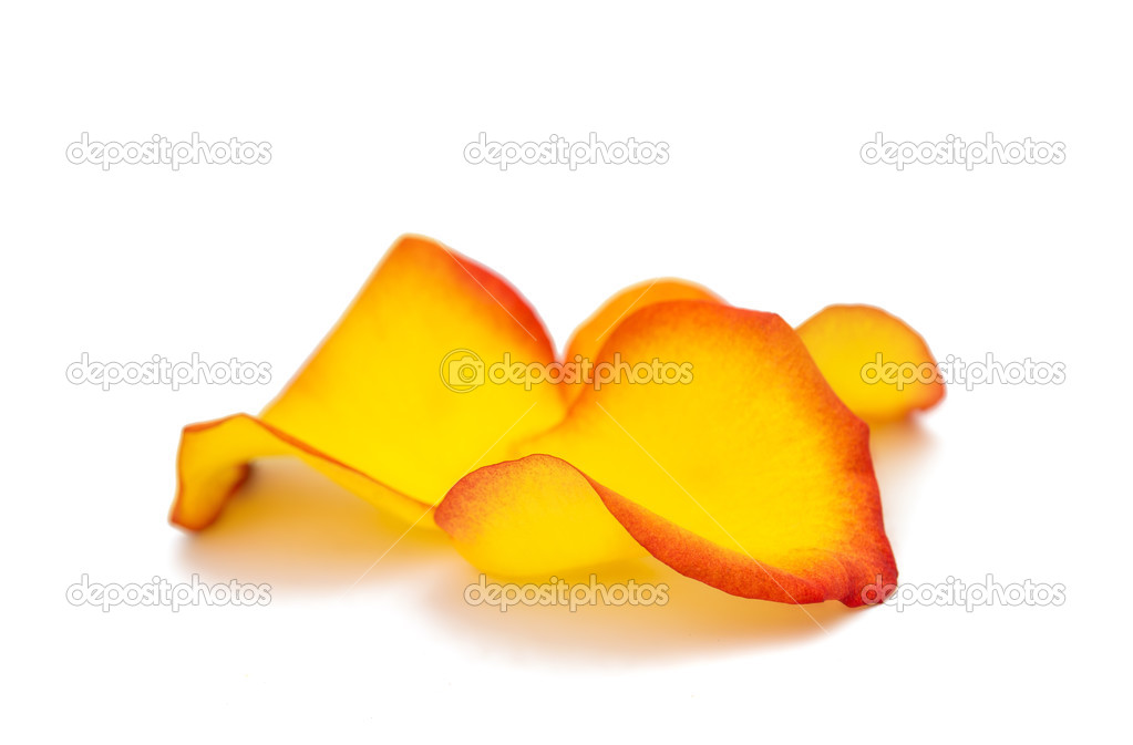 rose petals isolated