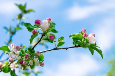 çiçek açması elma ağacı dalı