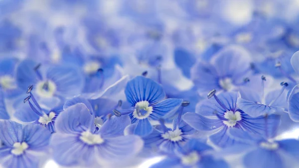 Kis kék virágok — Stock Fotó
