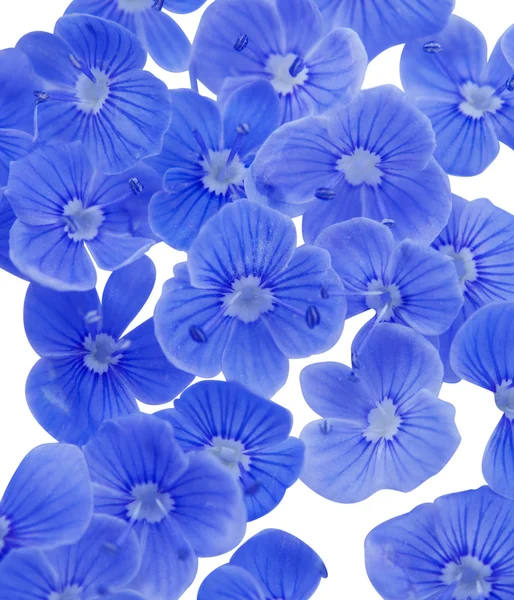 Petites fleurs bleues — Photo