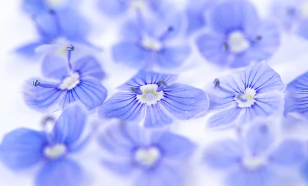 Kleine blauwe bloemen — Stockfoto