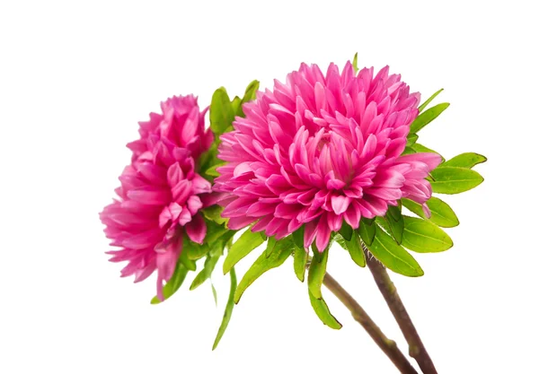 Aster kukka eristetty — kuvapankkivalokuva