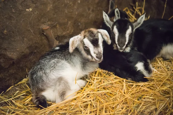 Small goats — Stock Photo, Image