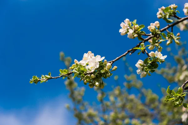 Blossoming cabang pohon apel — Stok Foto