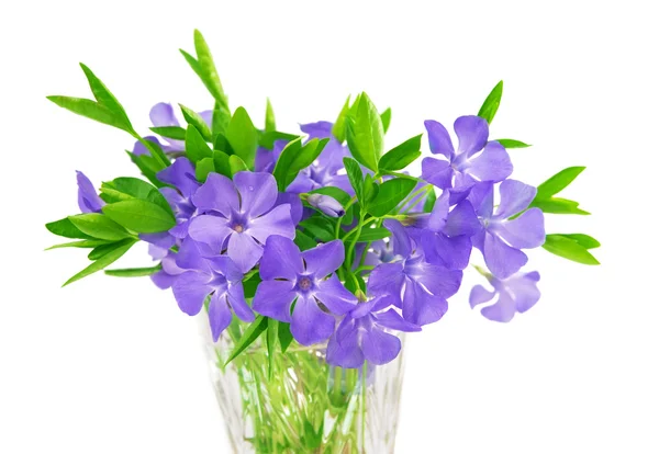 Bouquet of flowers of periwinkle isolated — Stock Photo, Image