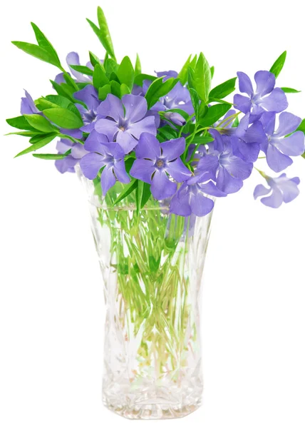 Bouquet of flowers of periwinkle isolated — Stock Photo, Image