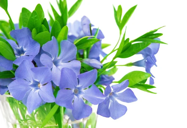 Bouquet of flowers of periwinkle isolated — Stock Photo, Image