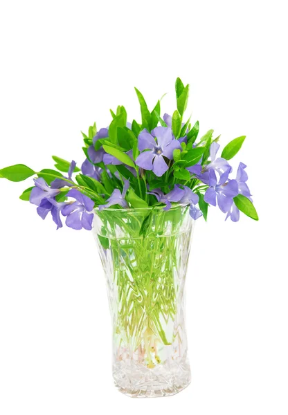 Bouquet of flowers of periwinkle isolated — Stock Photo, Image