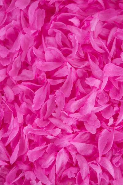 Рожеві пелюстки квітки півонії — стокове фото