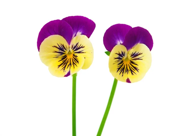 Pansy flower isolated — Stock Photo, Image