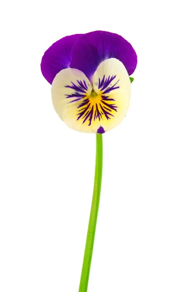 Pansy flower isolated — Stock Photo, Image