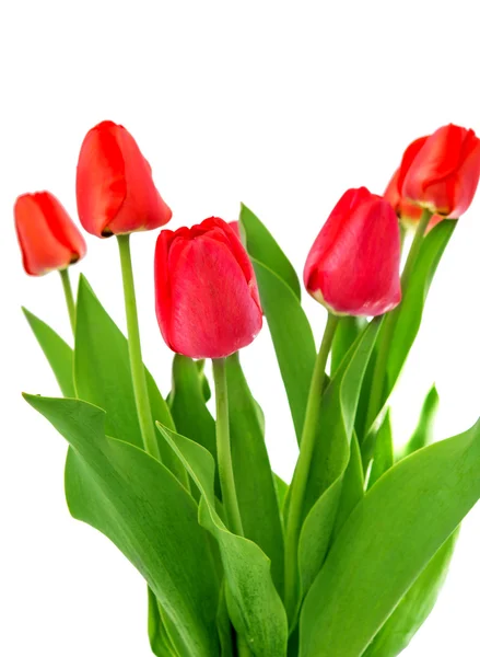 Tulp — Stockfoto