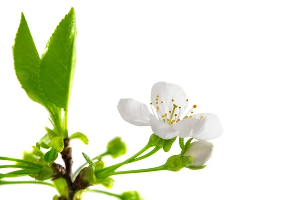 Flores de cereza — Foto de Stock