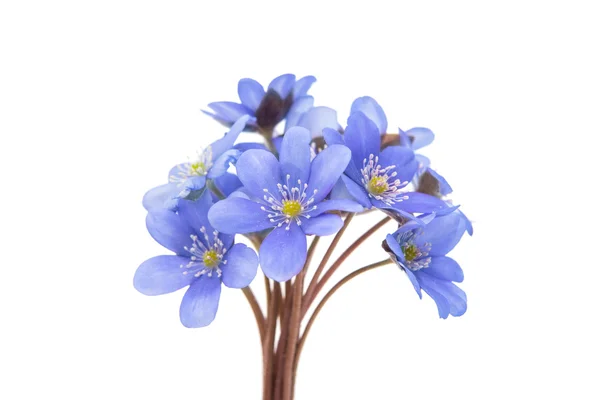 Hepatica nobilis — Fotografia de Stock