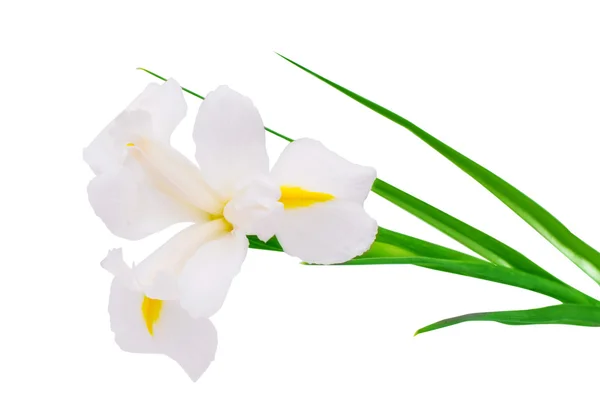 White iris flower — Stock Photo, Image