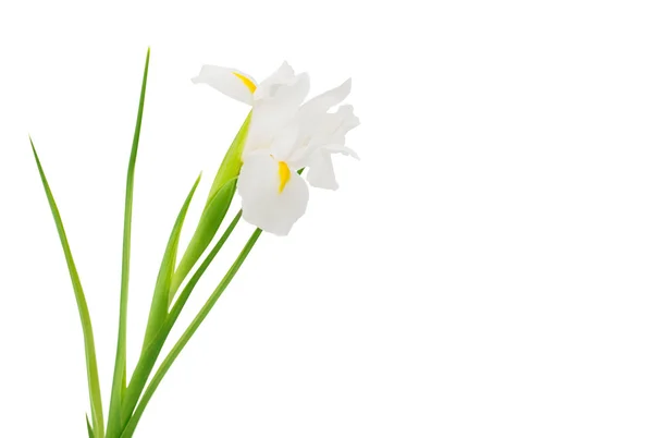 Witte iris bloem — Stockfoto