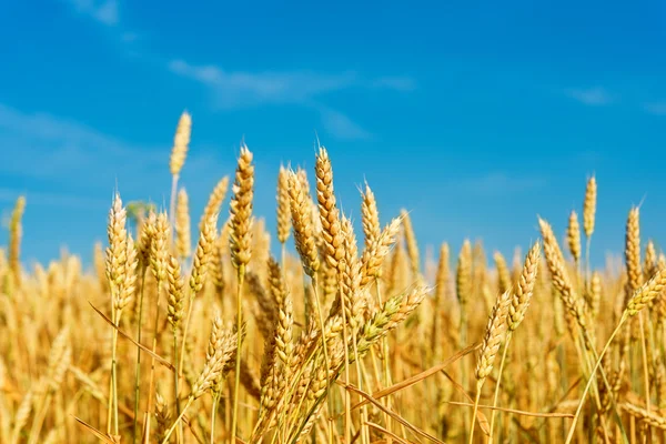 Wheat field — Stock Photo, Image