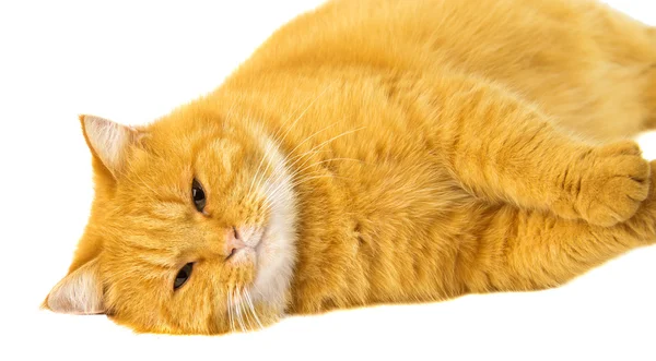 Ginger cat isolated — Stock Photo, Image